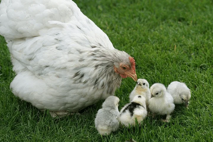 Poules et Poussins