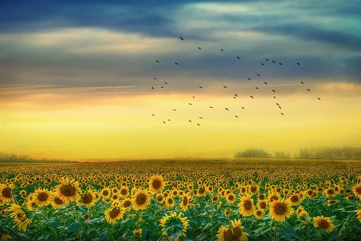 Champs De Tournesol